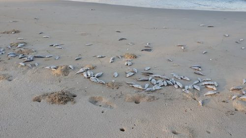 Đà Nẵng: Cá chết hàng loạt dạt vào bở biển khiến người dân lo lắng
