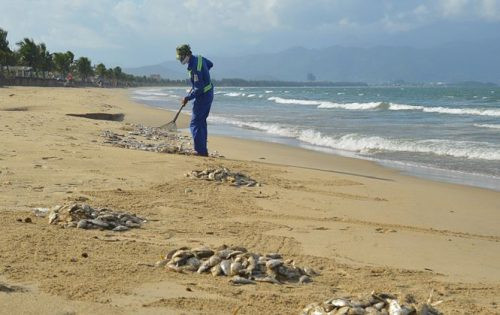 Đà Nẵng: Cá chết trắng bờ biển nghi do nổ mìn đánh cá