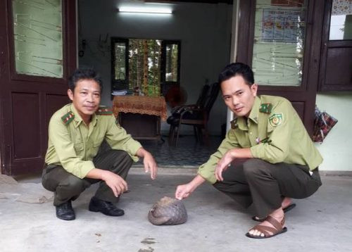Thừa Thiên Huế: Thả một cá thể tê tê đực nặng 2kg về môi trường tự nhiên