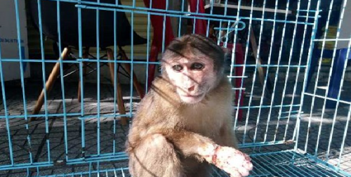 Giải cứu khỉ bị thương khi đang được bán tại chợ thị trấn Phú Bài