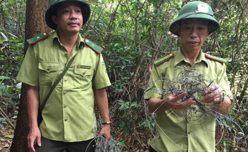 Hà Tĩnh: Hơn 300 bẫy thú rừng giăng khắp núi Hồng Lĩnh