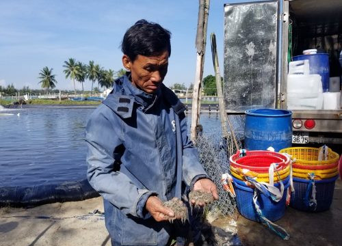 Quảng Nam: Cả ba hồ tôm chết đứng sau 1 đêm