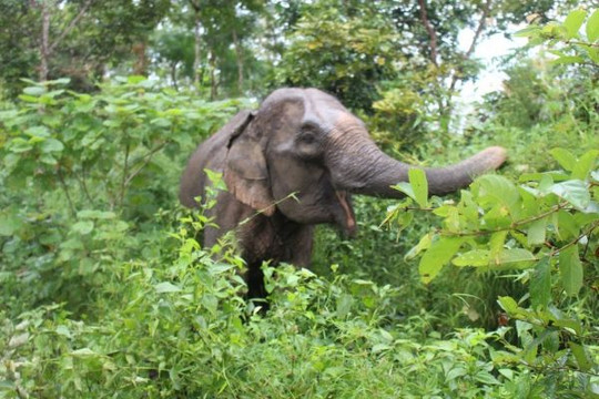 Đồng Nai: Đàn voi rừng tiếp tục phá hoại hoa màu của người dân