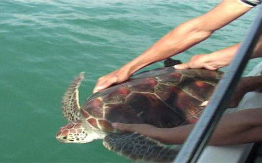 Kiên Giang: Giải cứu 16 cá thể rùa biển bị nuôi nhốt trái phép ở Phú Quốc
