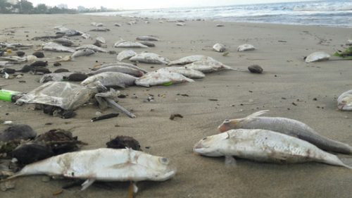Không còn tình trạng cá chết trên bờ biển Đà Nẵng