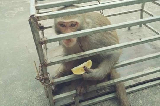 Hà Tĩnh: Bàn giao cá thể khỉ vàng quý hiếm để thả về rừng