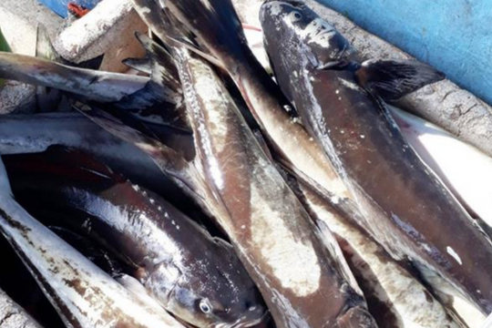 Đầm Môn, Khánh Hòa: Xác định nguyên nhân cá bớp chết hàng loạt