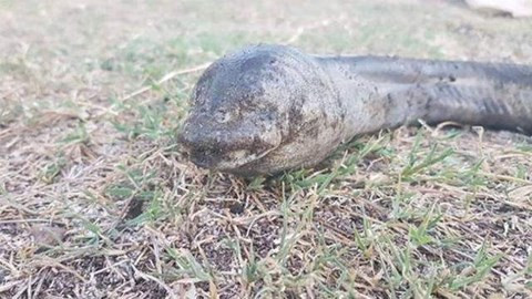 Argentina: Sinh vật lạ mềm như rắn, không mắt xuất hiện ở hồ nước