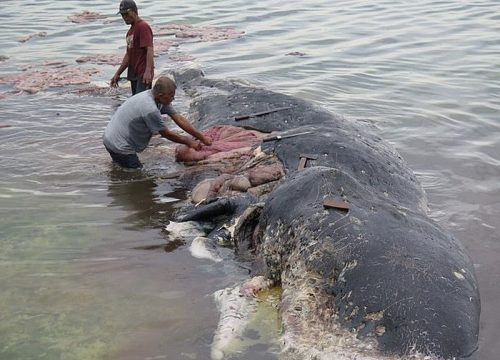 Indonesia: Cá voi chết vì nuốt gần 6kg rác thải nhựa