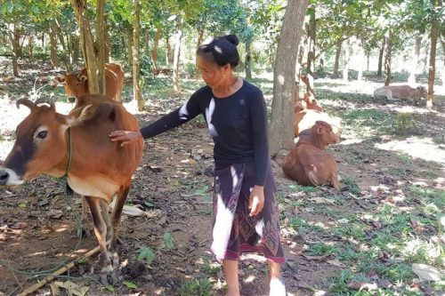Quảng Trị: Hơn 100 con bò mắc dịch lở mồm long móng