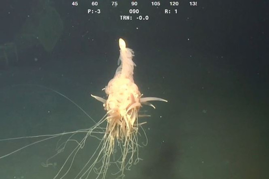 Biển sâu 1.300m phát hiện sinh vật lạ