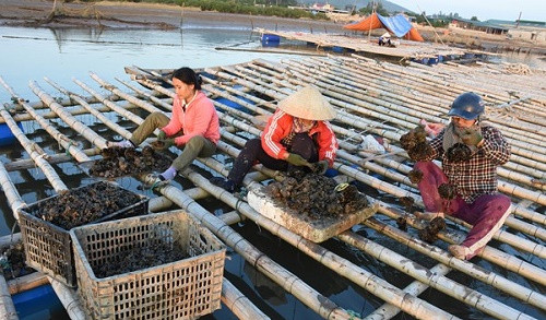 Nhiều diện tích ngao hàu tại Nghệ An chết hàng loạt