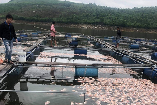 Quảng Nam: Cá chết hàng loạt sau 1 đêm, người dân mất trắng
