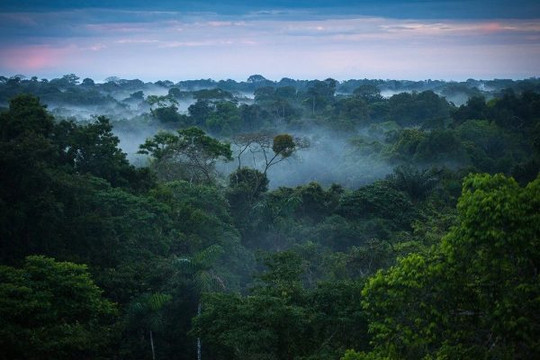 Rừng Amazon, Brazil: Gần 1 năm tăng 13.7% mức độ tàn phá rừng