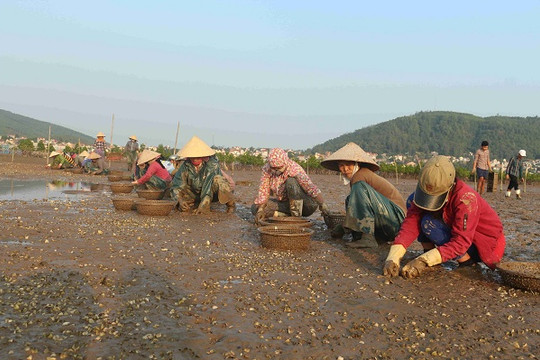 Nghệ An: Ngao chết hàng loạt trước thời điểm thu hoạch
