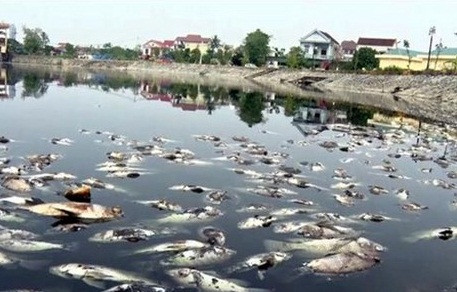 Nghệ An: Cá chết bất thường tại hồ điều hòa Cửa Nam