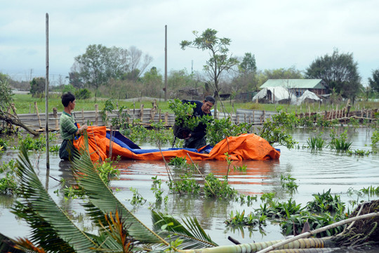 Sau bão số 9, các làng hoa phục vụ Tết thiệt hại nặng nề