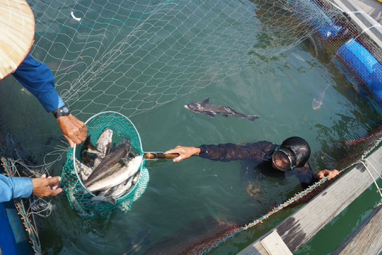 Lý Sơn, Quảng Ngãi: Cá bớp chết hàng loạt, người dân thiệt hại nặng