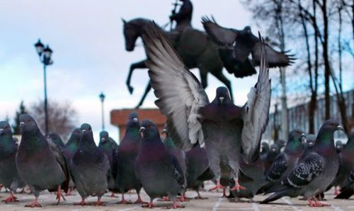 Tây Ban Nha: Di dời 5.000 con chim bồ câu