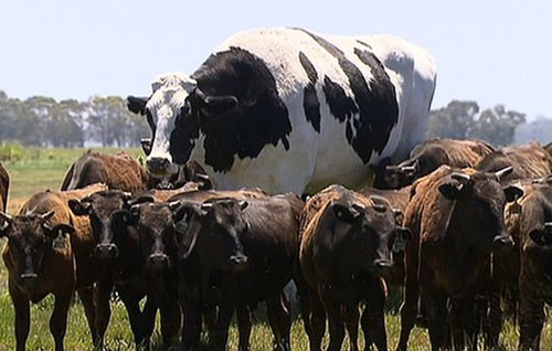 Australia: Bò khổng lồ cao tới gần 2m và nặng 1,4 tấn
