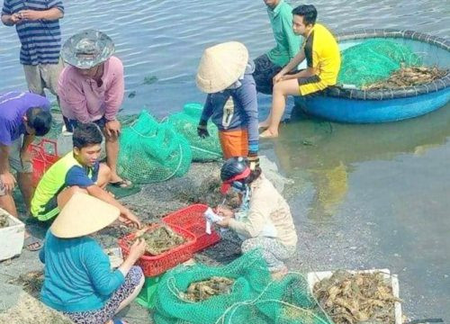 Nguyên nhân khiến tôm hùm nuôi bất ngờ chết hàng loạt tại Khánh Hòa