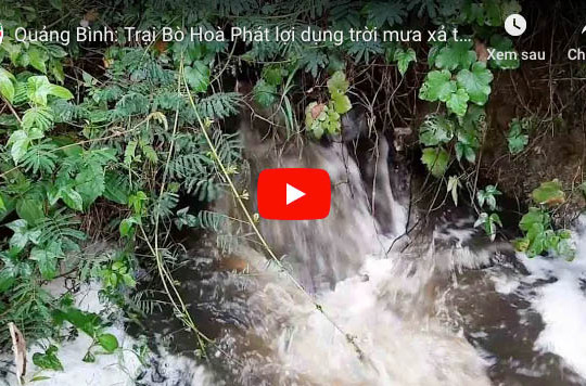 Quảng Bình: Trại bò Hoà Phát lợi dụng trời mưa xả thải “bức tử” môi trường