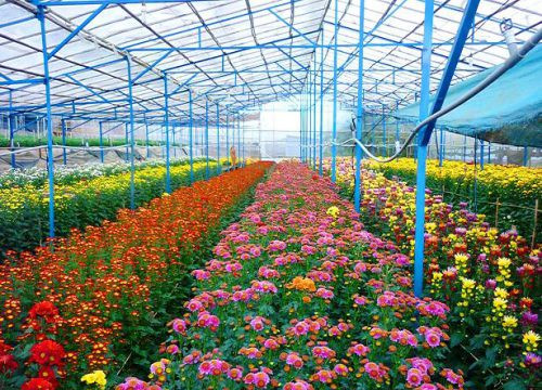 Đà Lạt: Xuống giống hơn 1.500 ha hoa phục vụ thị trường Tết