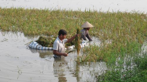 Mưa lũ miền Trung làm thiệt hại 12.000ha lúa và hoa màu