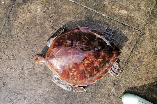 Thừa Thiên – Huế: Cá thể rùa biển nặng 7kg được thả về với tự nhiên