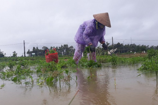 Người trồng rau miền Trung điêu đứng sau mưa lũ