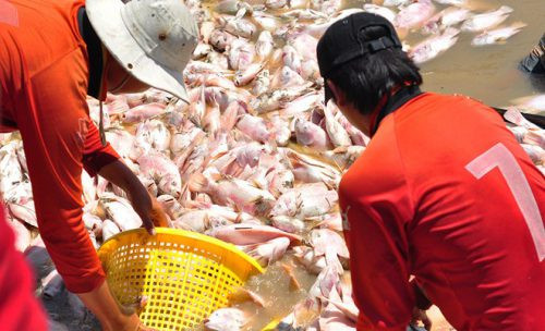 Đồng Nai: Dân nhận 12,3 tỷ đồng sau vụ cá chết trắng bè