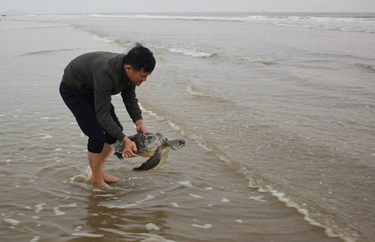 Hà Tĩnh: Thả cá thể rùa biển về môi trường tự nhiên