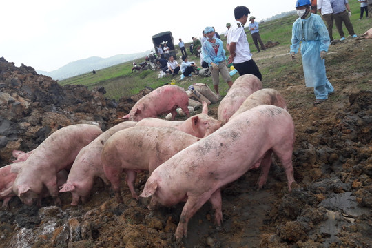 Hà Tĩnh: 13 tấn lợn bị bệnh lở mồm long móng bị tiêu hủy