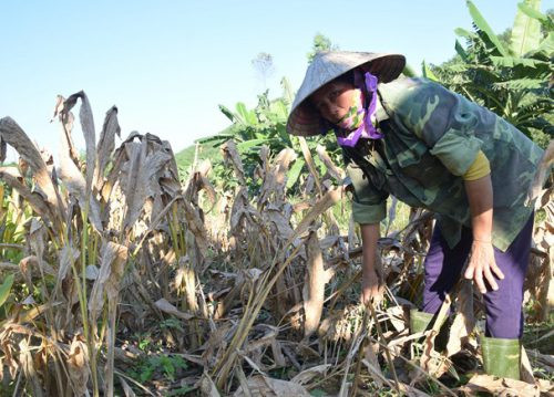 Nghệ An: Ồ ạt trồng cây nghệ, nông dân thất thu