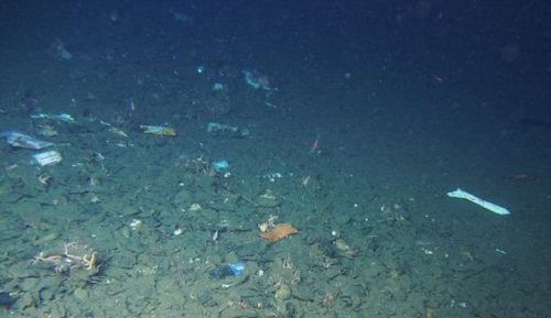Phát hiện ô nhiễm nhựa ở điểm sâu nhất của đại dương