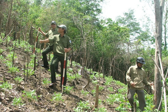 Quãng Ngãi: Thành lập Ban Quản lý rừng phòng hộ tỉnh