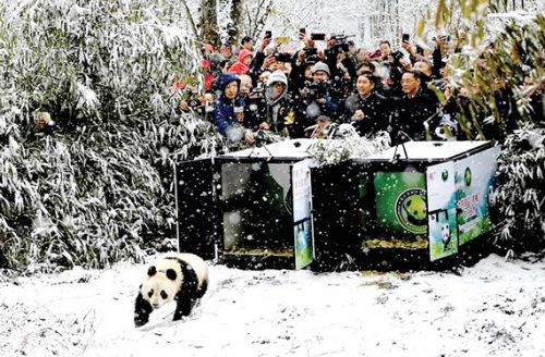 Trung Quốc: Thả hai con gấu trúc cái khổng lồ vào rừng