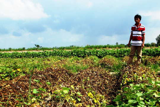 Vĩnh Long: Mưa trái mùa, nông dân lo thất thu nông sản Tết