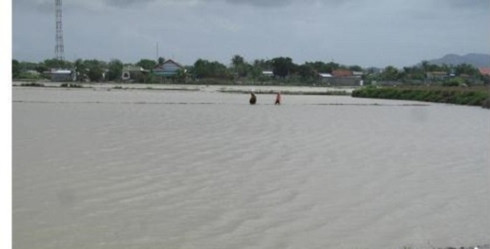Bình Định: 4.200 ha lúa vừa gieo sạ bị hư hỏng do mưa lũ