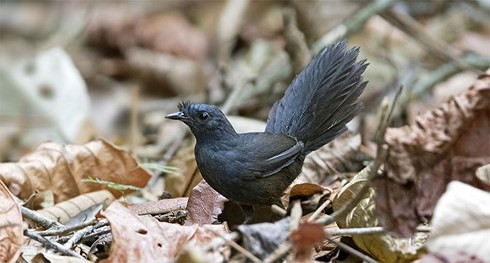 Phát hiện loài chim sẻ hiếm nhất thế giới sau 23 năm