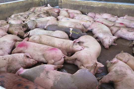 Quảng Trị: Hơn 100 con lợn bị lở mồm long móng bị tiêu hủy