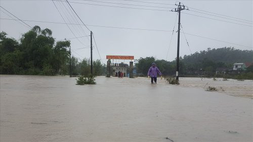 Bình Định: Hơn 11.300 ha lúa mới gieo sạ bị ngập úng do mưa lớn