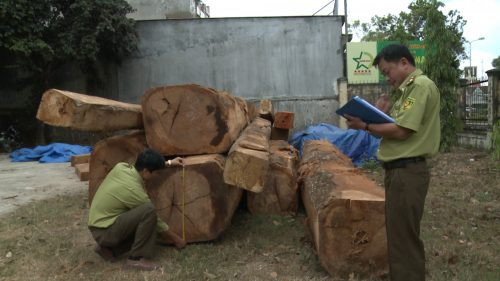Kon Tum: Phát hiện bãi gỗ lậu lớn gần kho doanh nghiệp