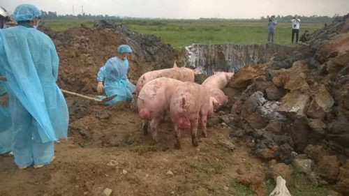Hà Tĩnh: Tiêu hủy gần 800 con lợn bị lở mồm long móng