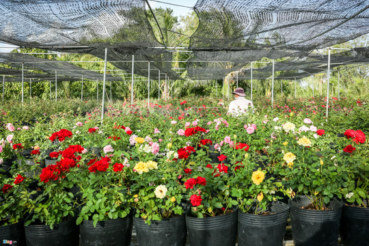 Nam Bộ: Người trồng hoa chủ động ứng phó với mưa trái mùa