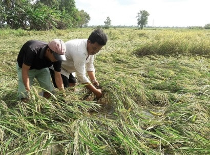 Cà Mau: Hàng ngàn héc ta lúa, hoa màu bị thiệt hại do mưa lớn