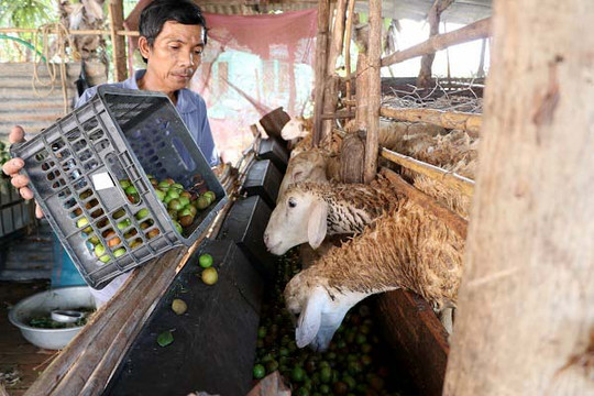 Ninh Thuận: Hàng trăm hecta táo của nông dân bị hư hại nặng
