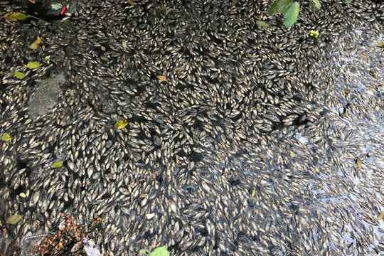 Nghệ An: Cá chết nổi dày đặc trên dòng kênh Hào Thành Cổ Vinh