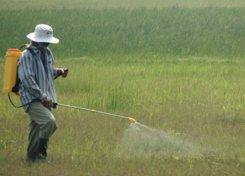 Nhiều nguy hại từ lạm dụng thuốc diệt cỏ