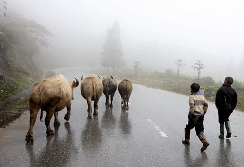 Cao Bằng: Gần 260 con gia súc chết do rét đậm, rét hại